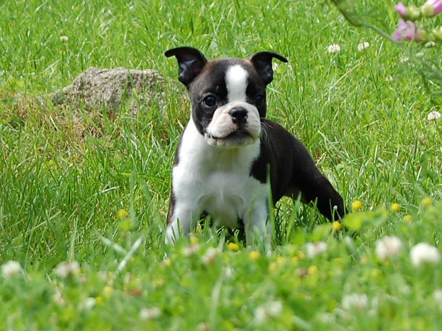 Boston terrier