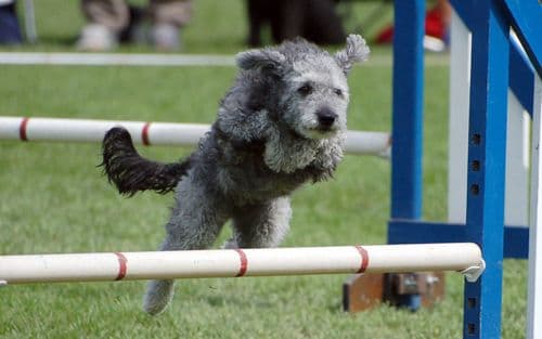 Pumi