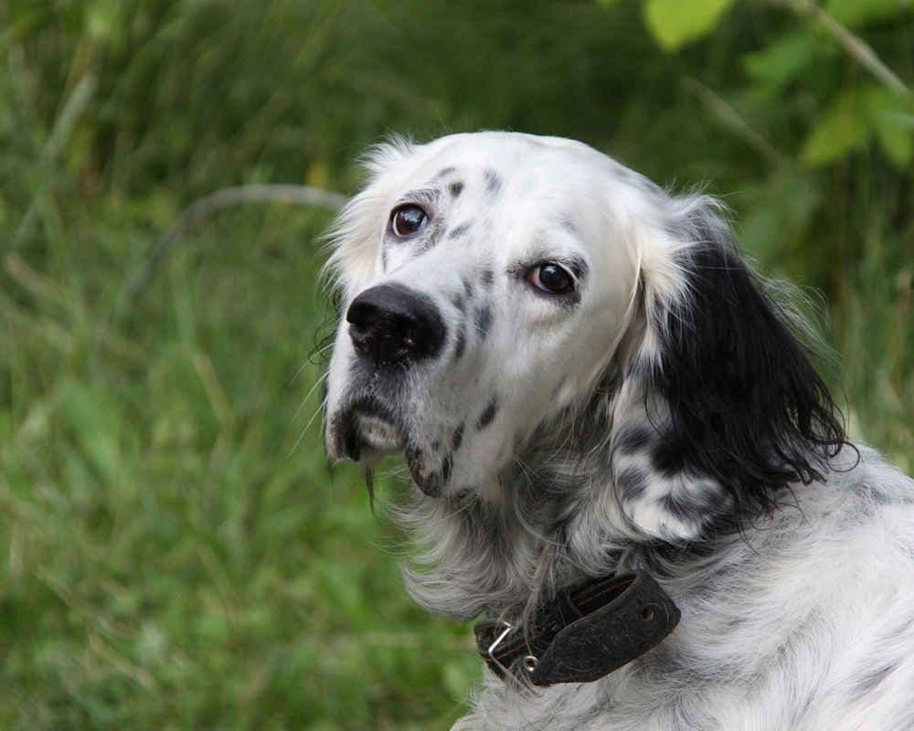 English setter