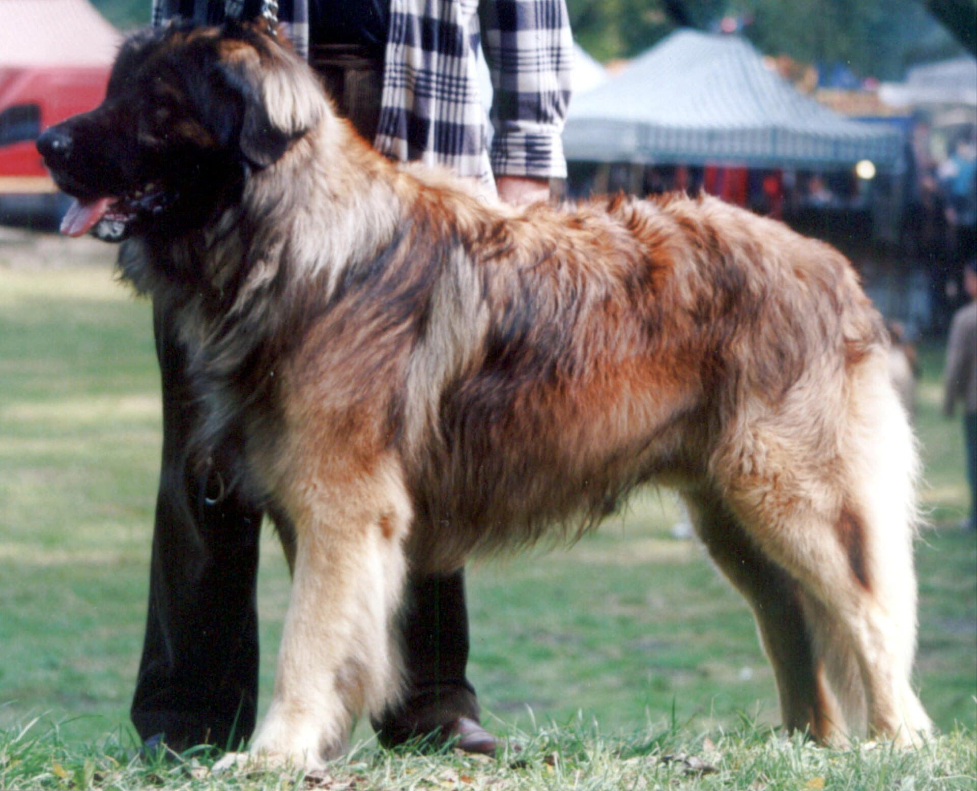 Leonberger