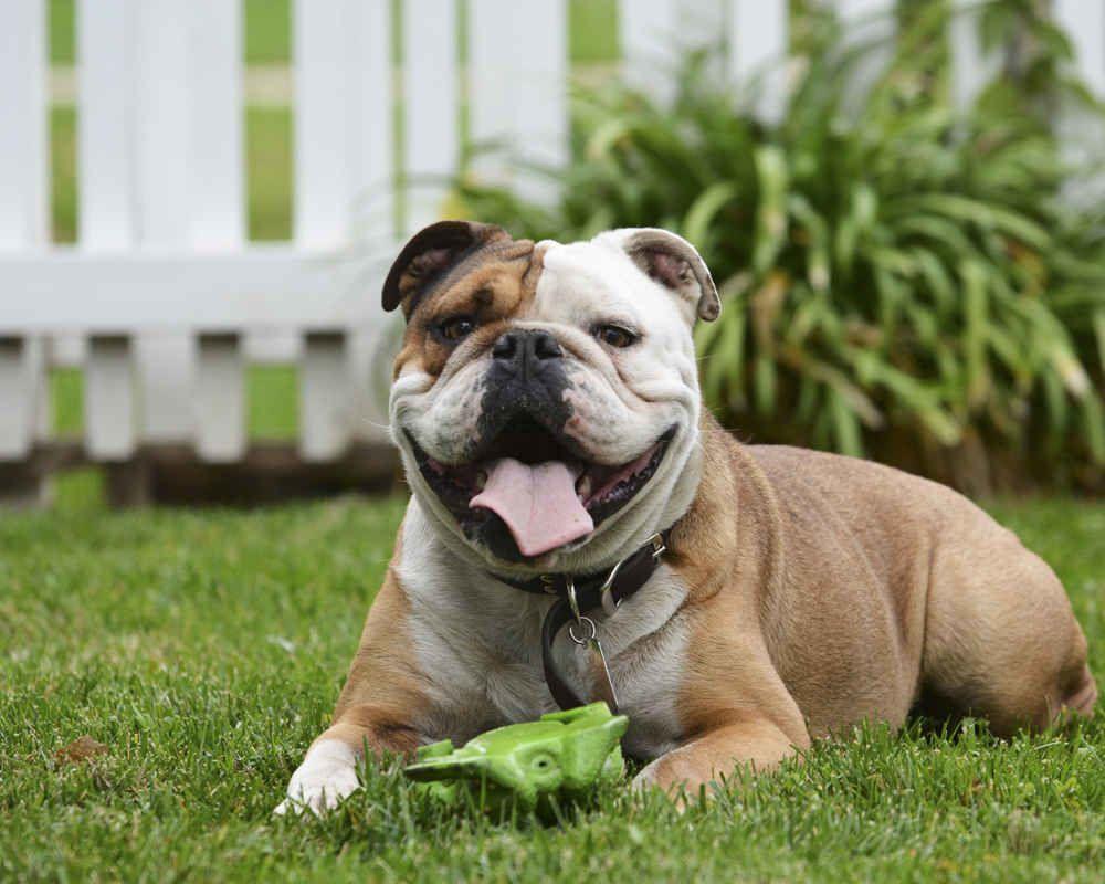 English Bulldog