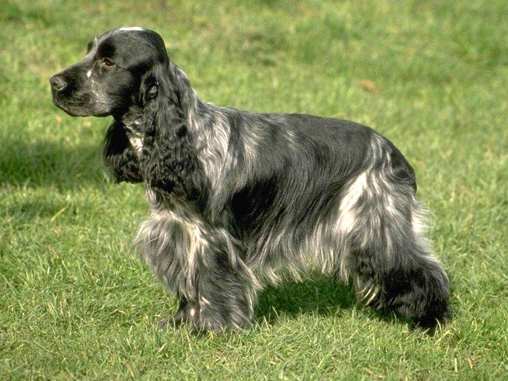English cocker spaniel