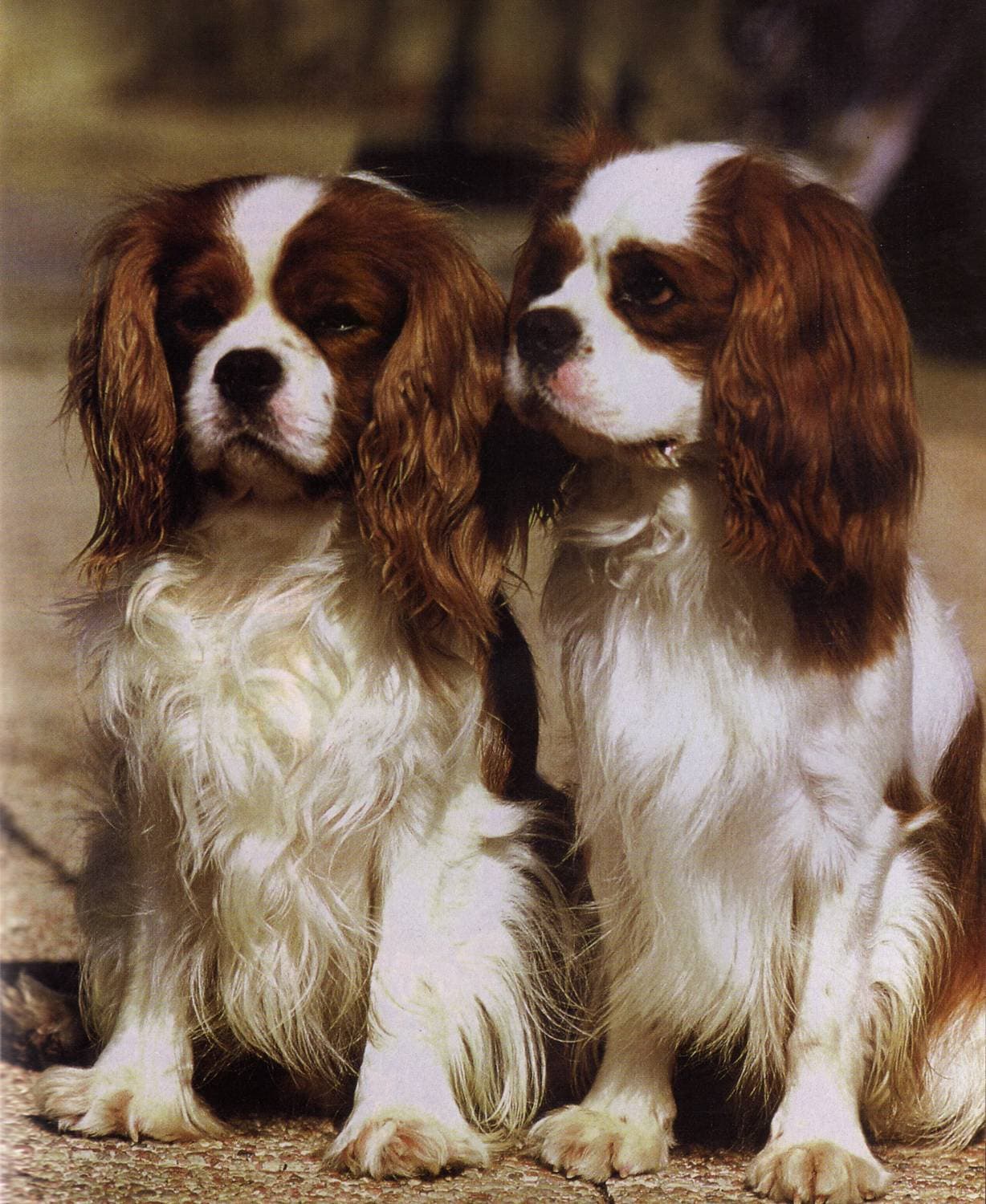 Cavalier king charles spaniel