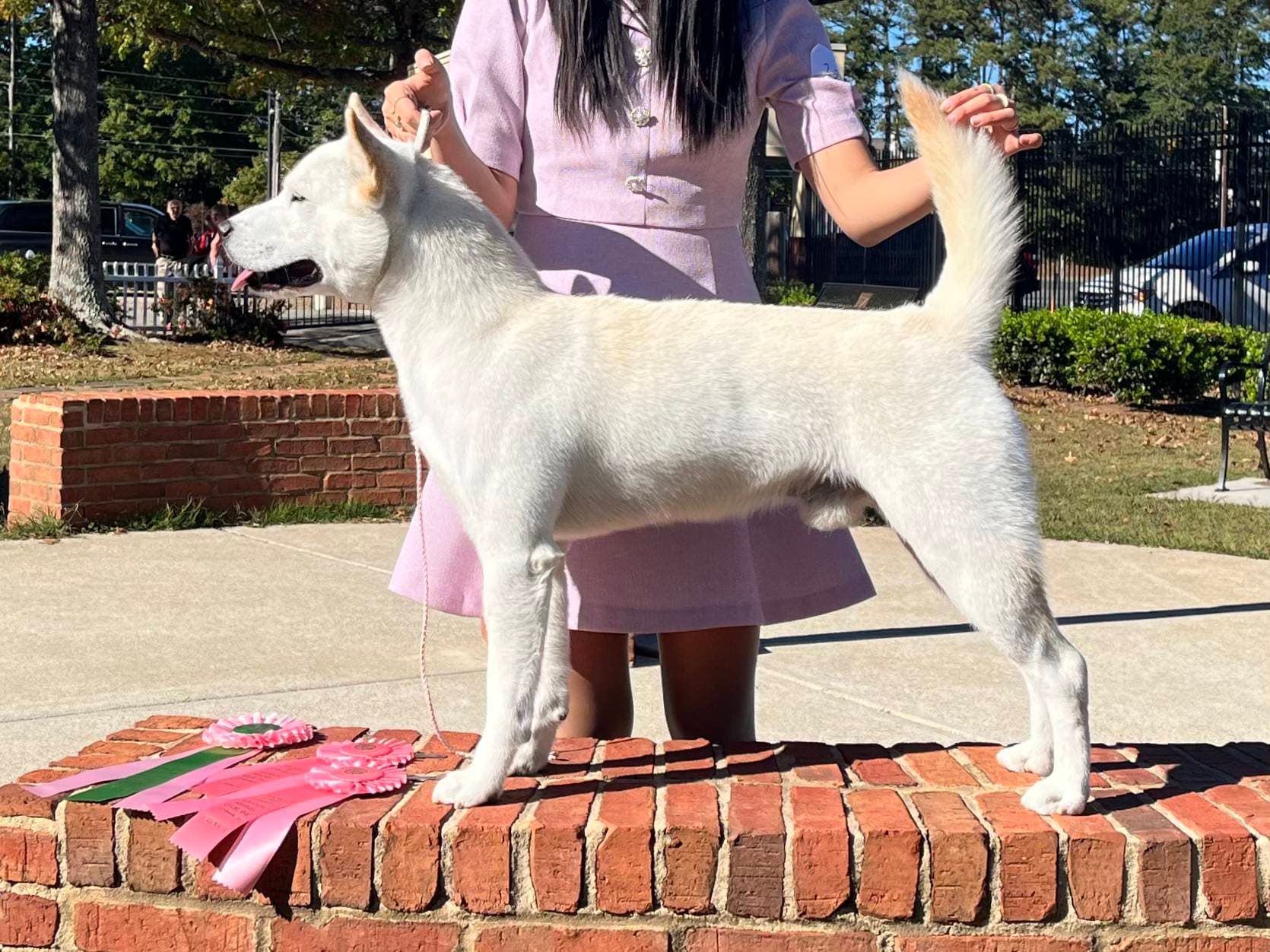 Korean Jindo