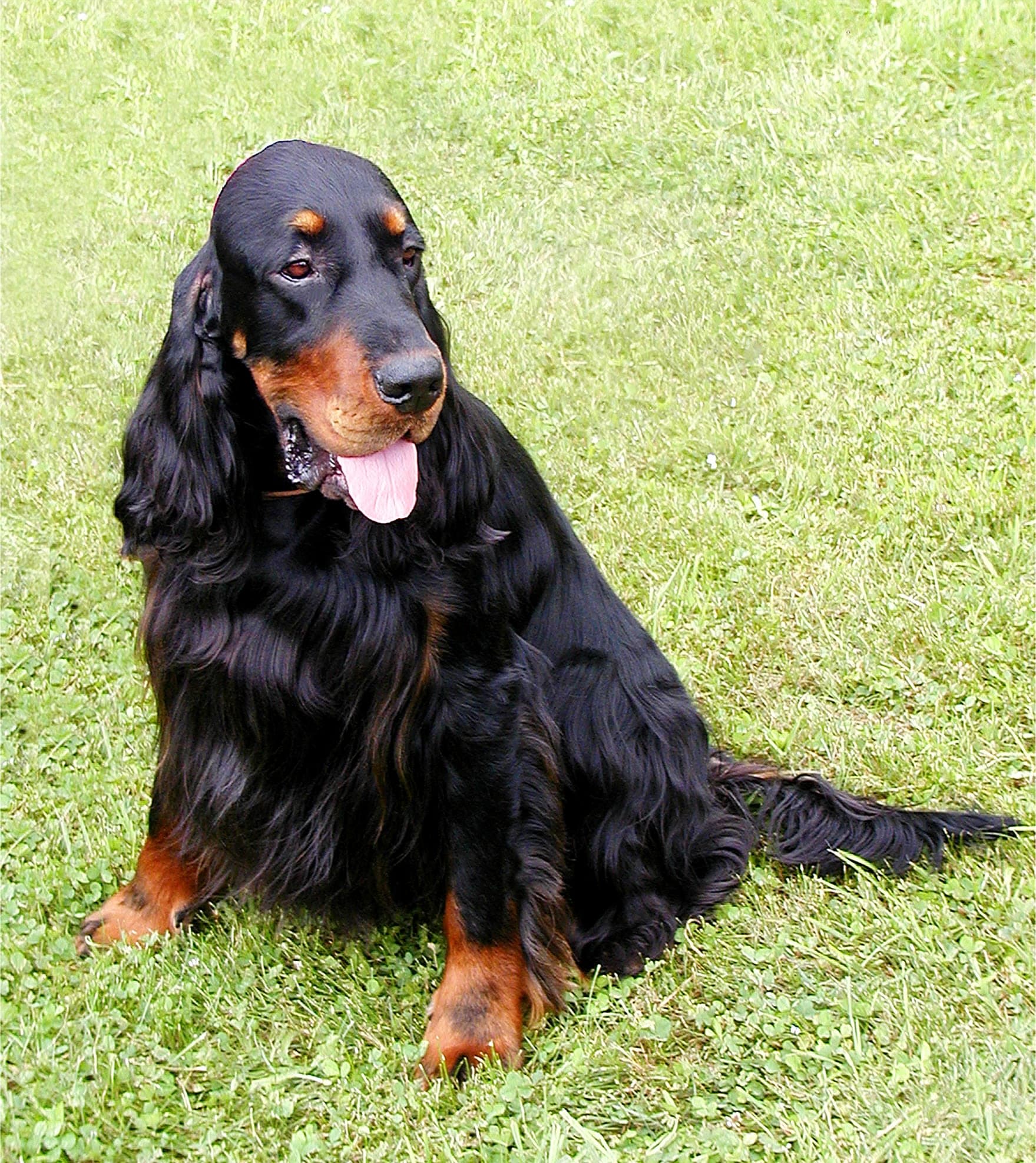 Gordon Setter