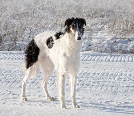 Russian canine greyhound