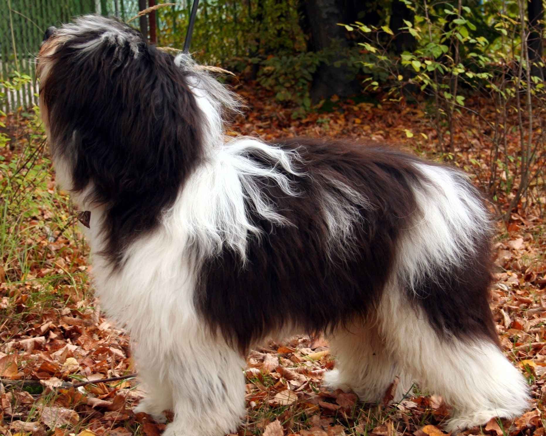 Polish Lowland Sheepdog