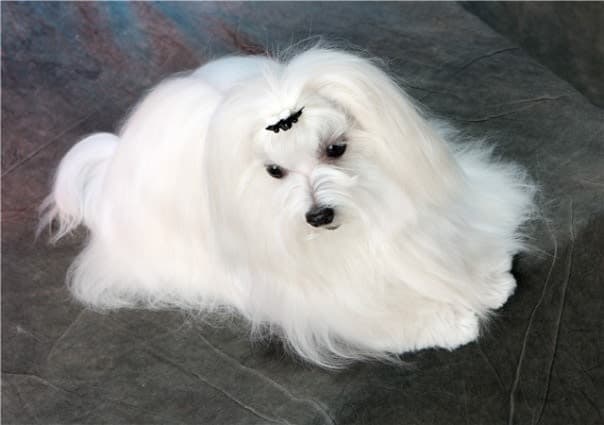 Maltese (maltese)