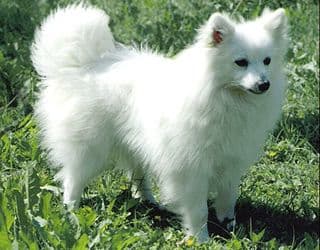 Spitz volpino italiano