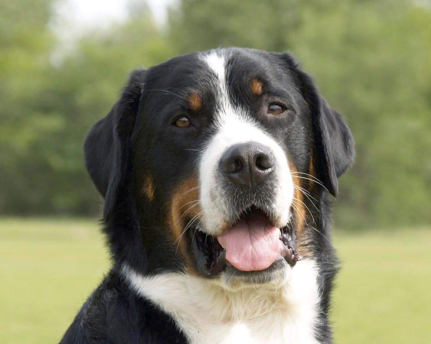 Greater Swiss Mountain Dog