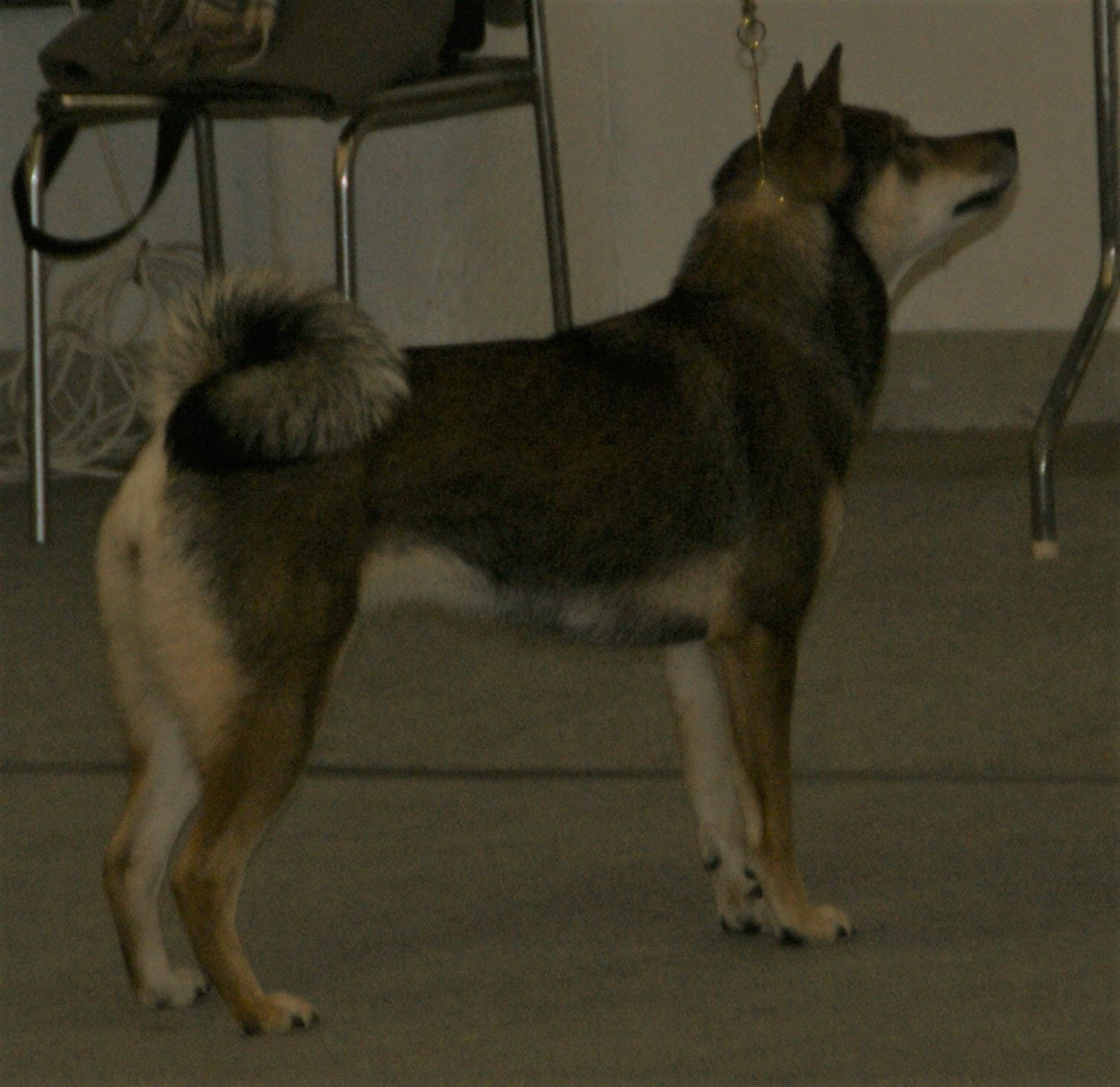 Shikoku