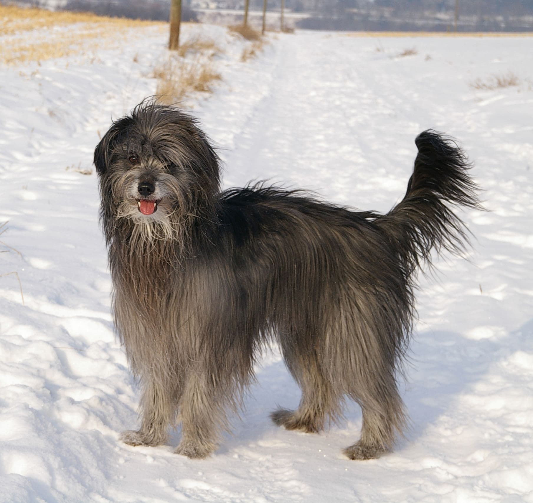 Pyrenean Shepherd