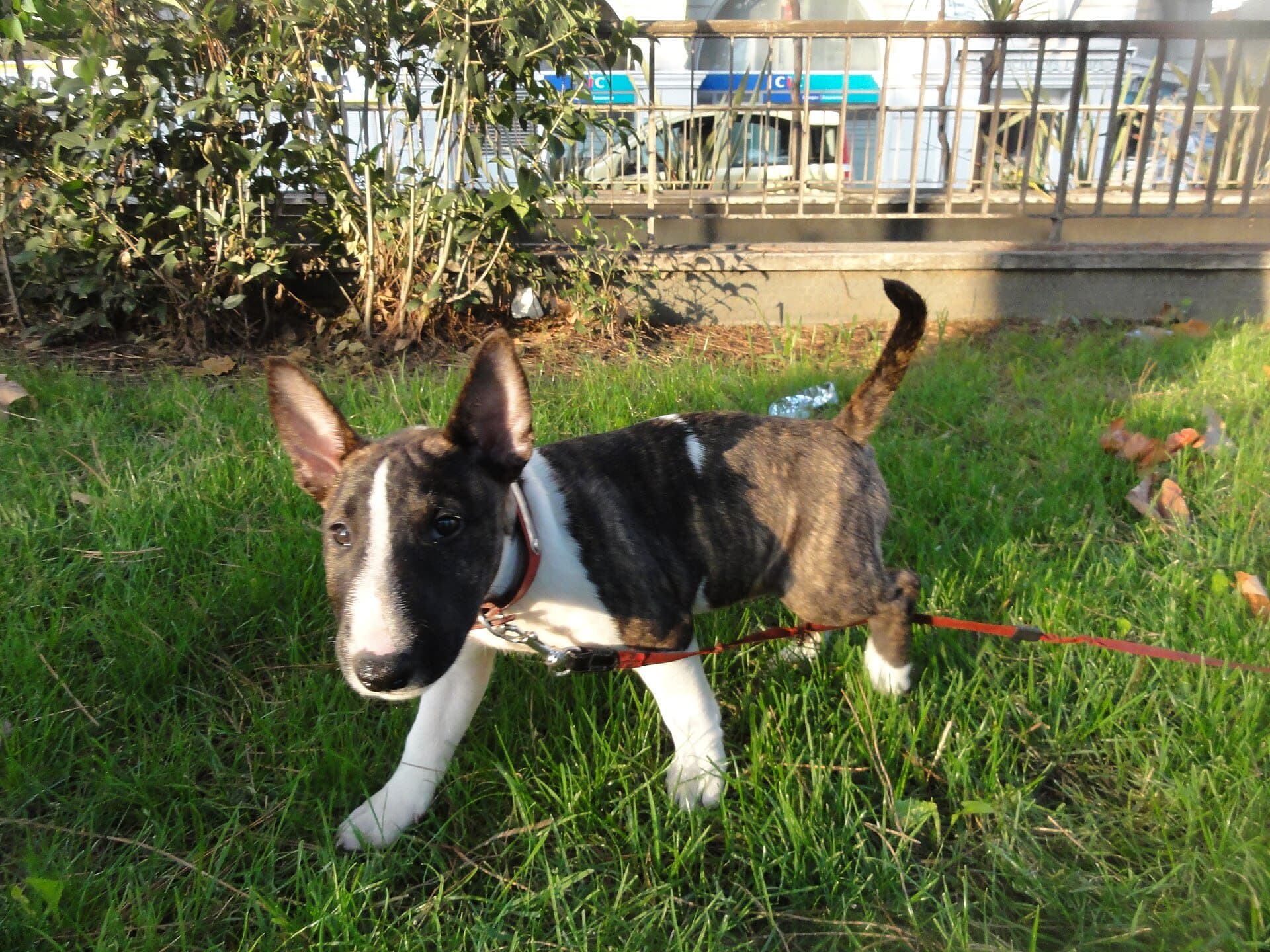 Miniature Bull Terrier