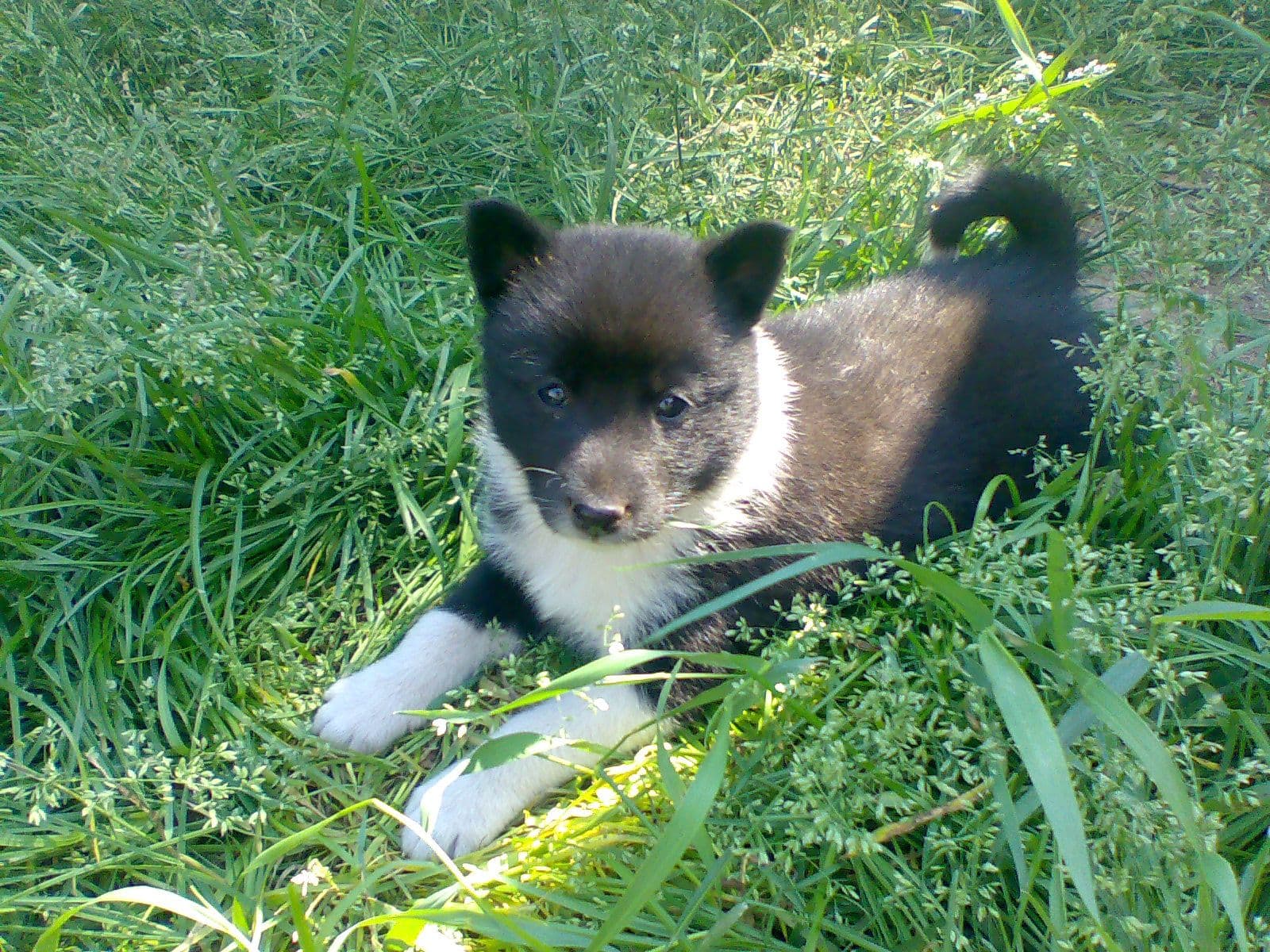 Russian-European Laika
