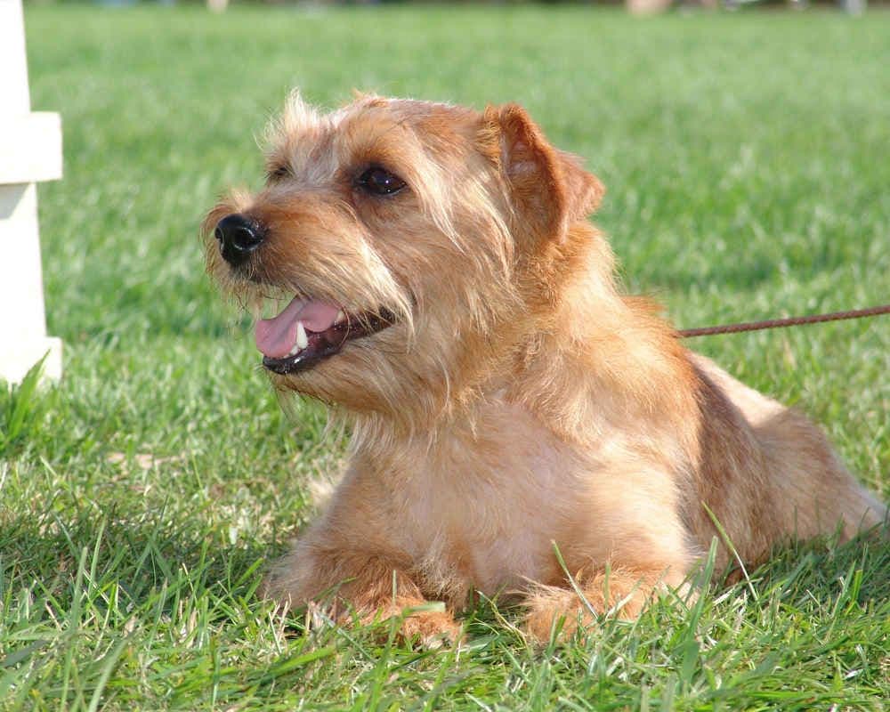 Norfolk Terrier
