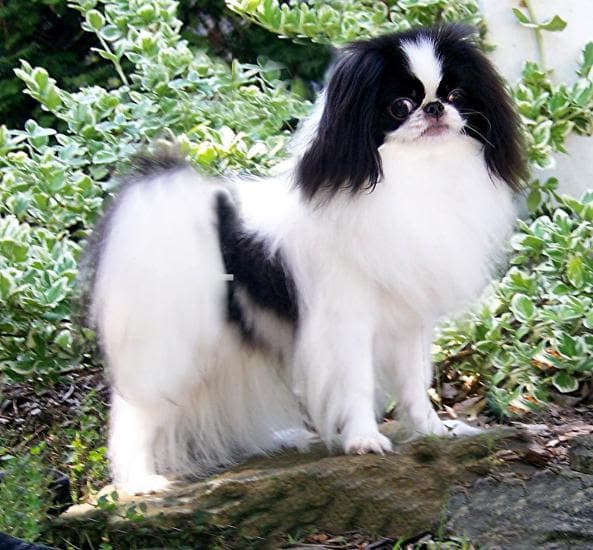 Japanese chin
