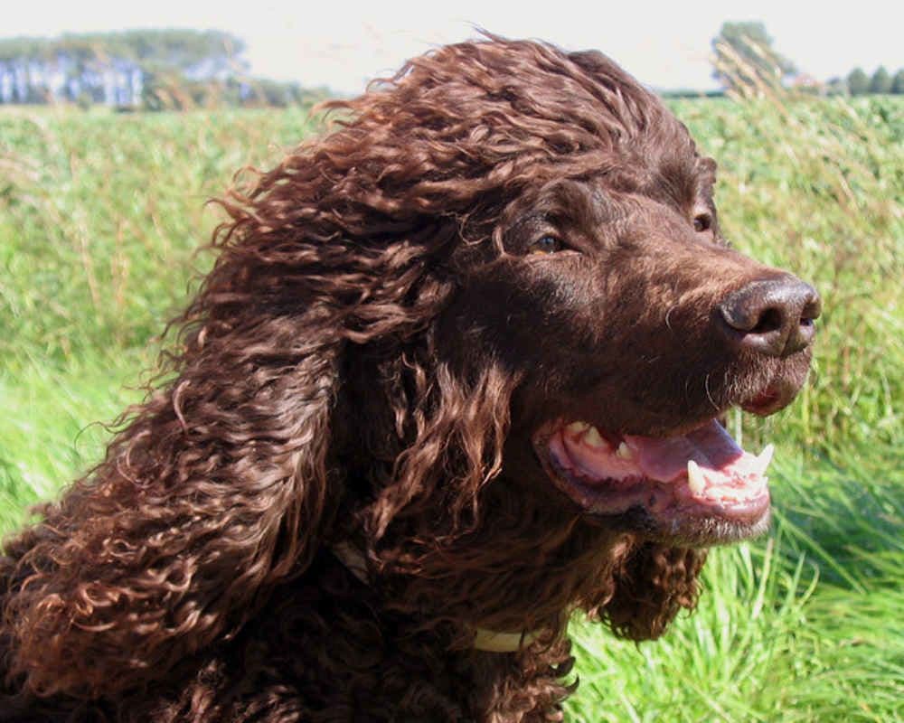 Irish Water Spaniel