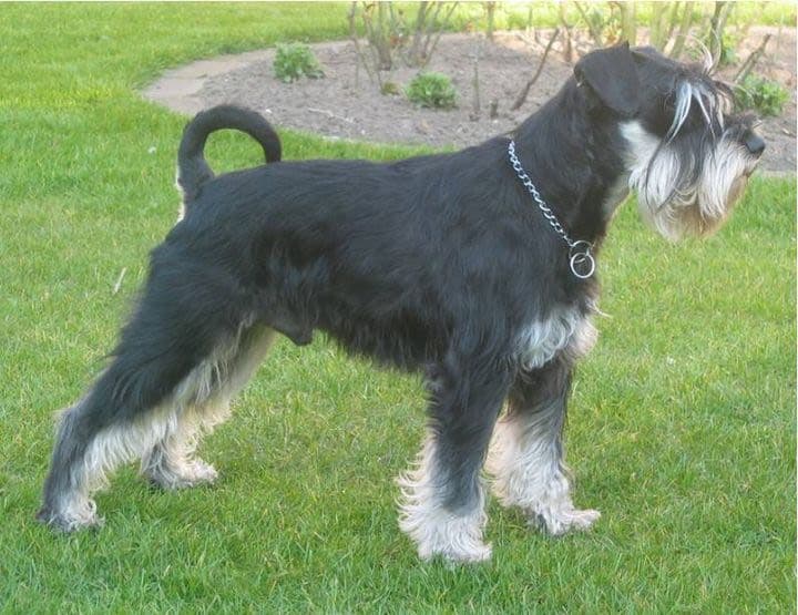 Schnauzer