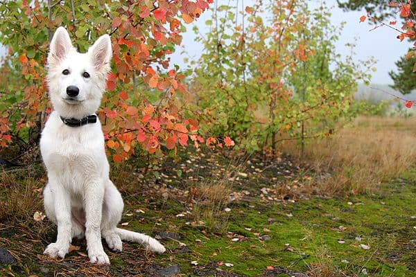 White Swiss Shepherd