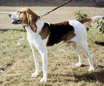 Artois Hound