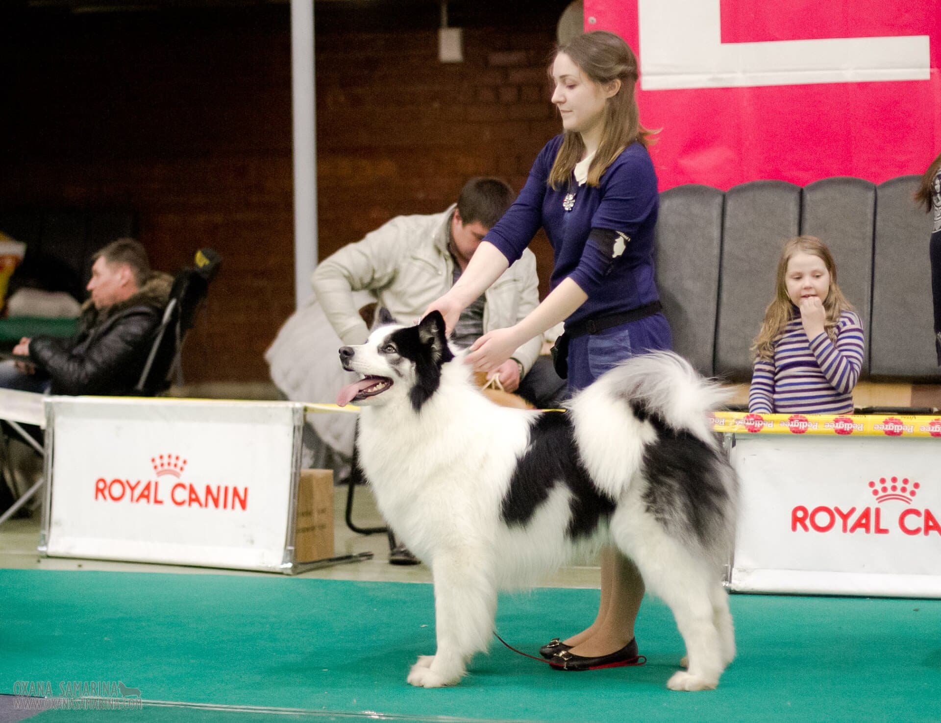 Yakutian Laika