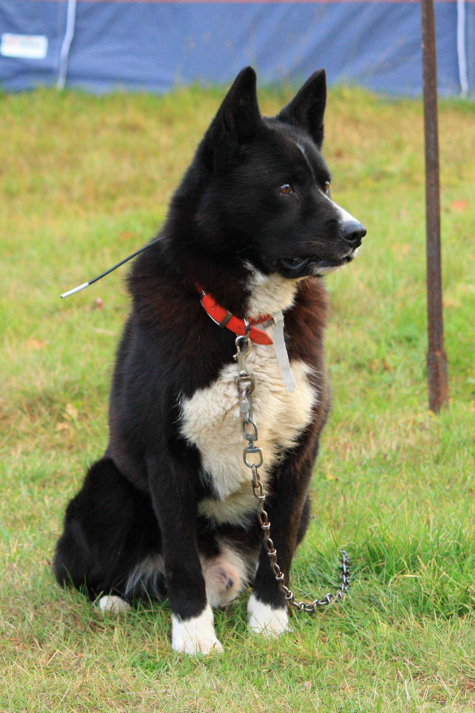 Karelian Bear Dog