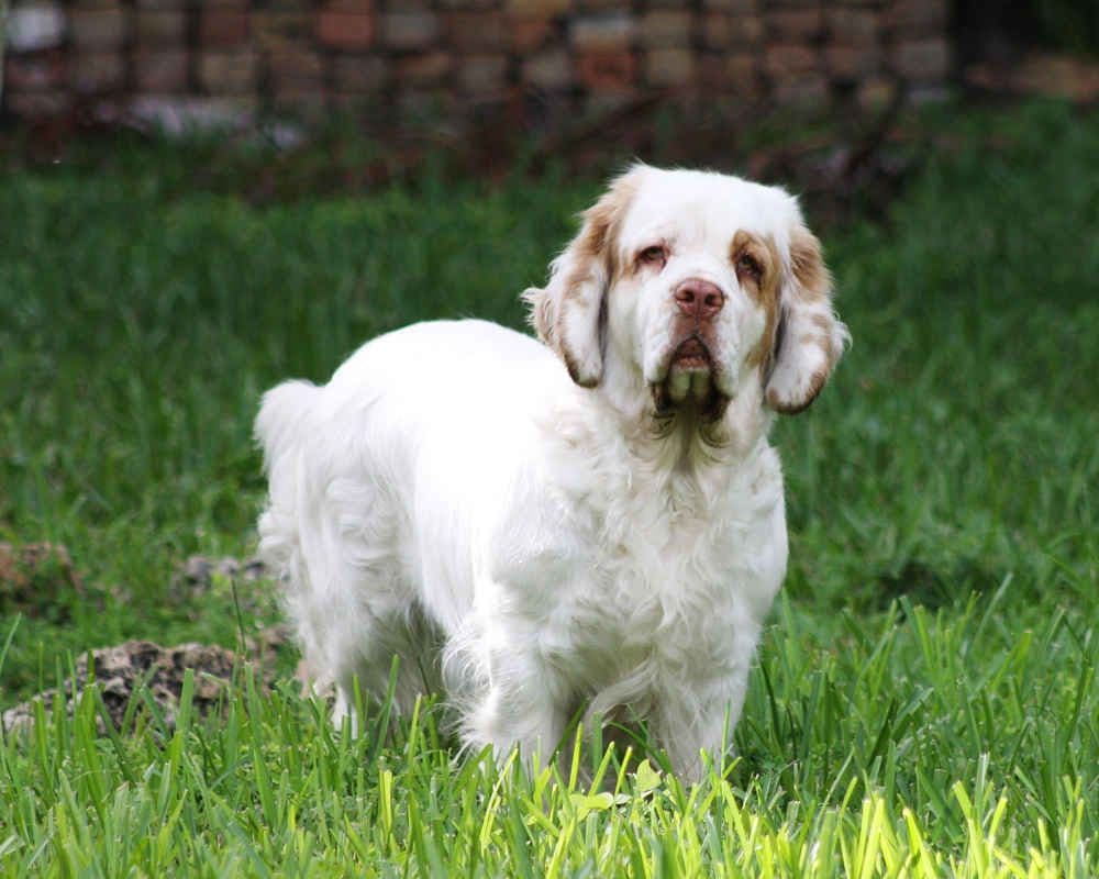 Clumber spaniel