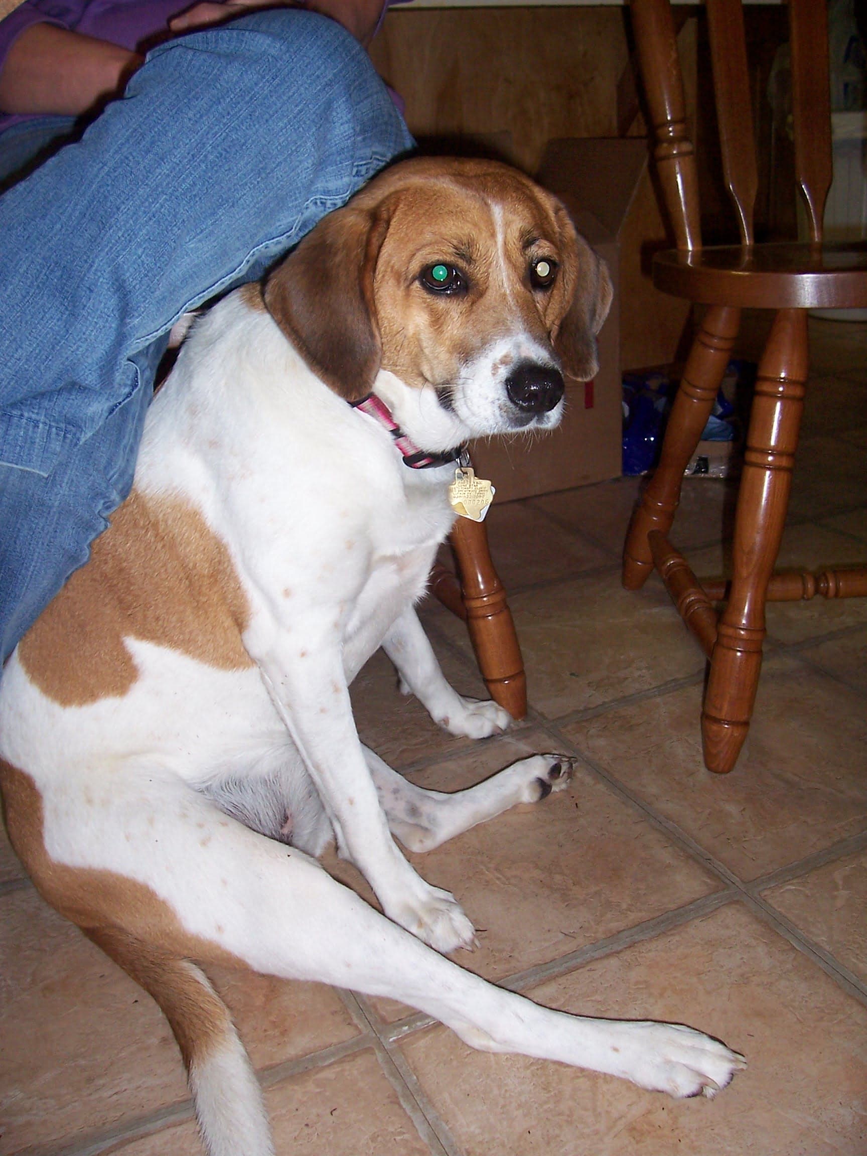 Treeing Walker Coonhound