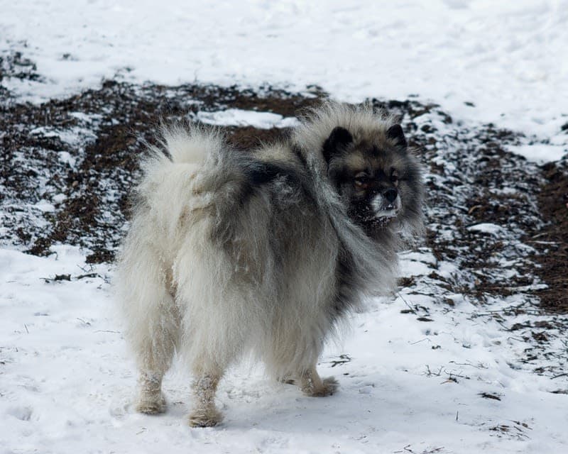 German Wolfspitz