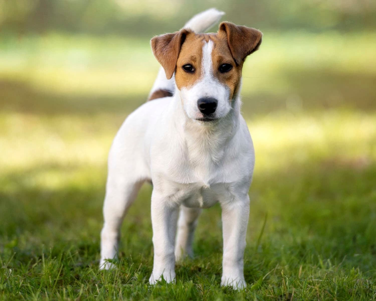 Parson Russell Terrier