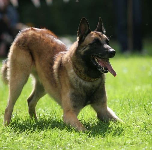 Malinois (Belgian Shepherd Dog)