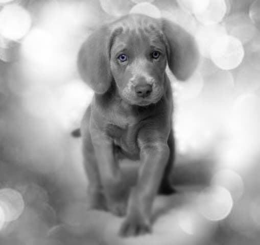 Weimaraner