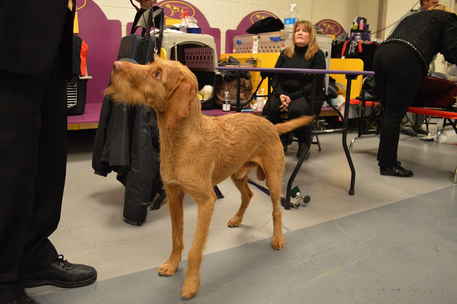 Wirehaired Vizsla