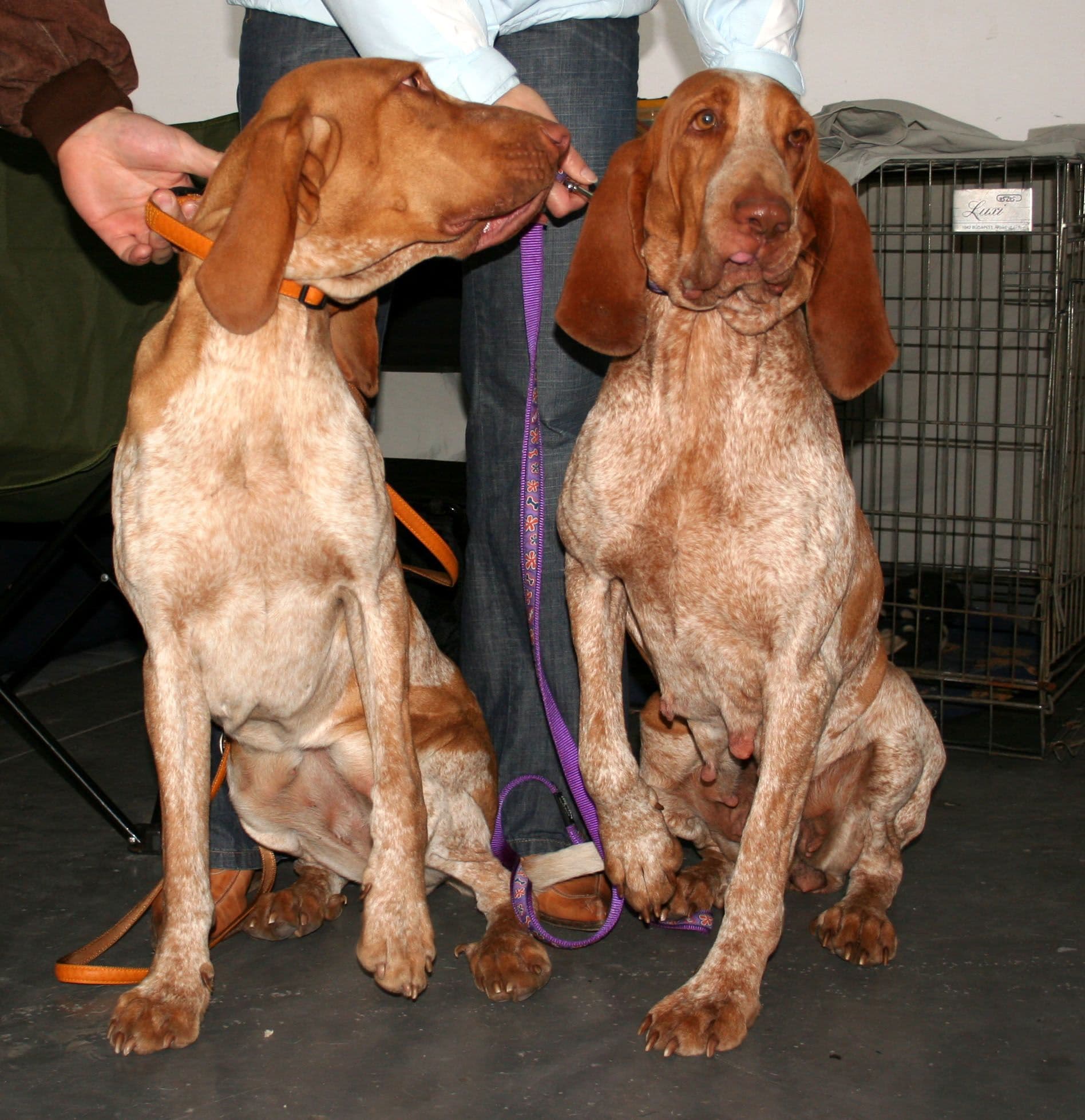Bracco Italiano