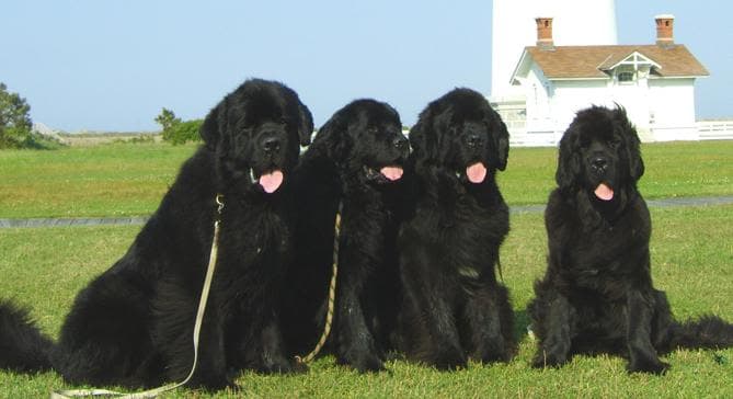 Newfoundland