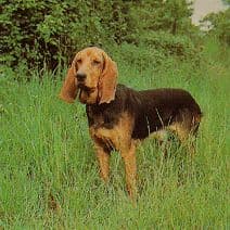 Bruno de jura