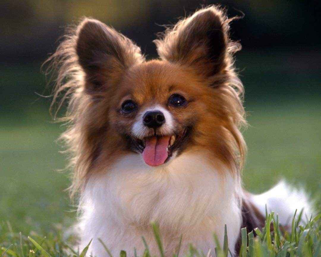 Papillon 