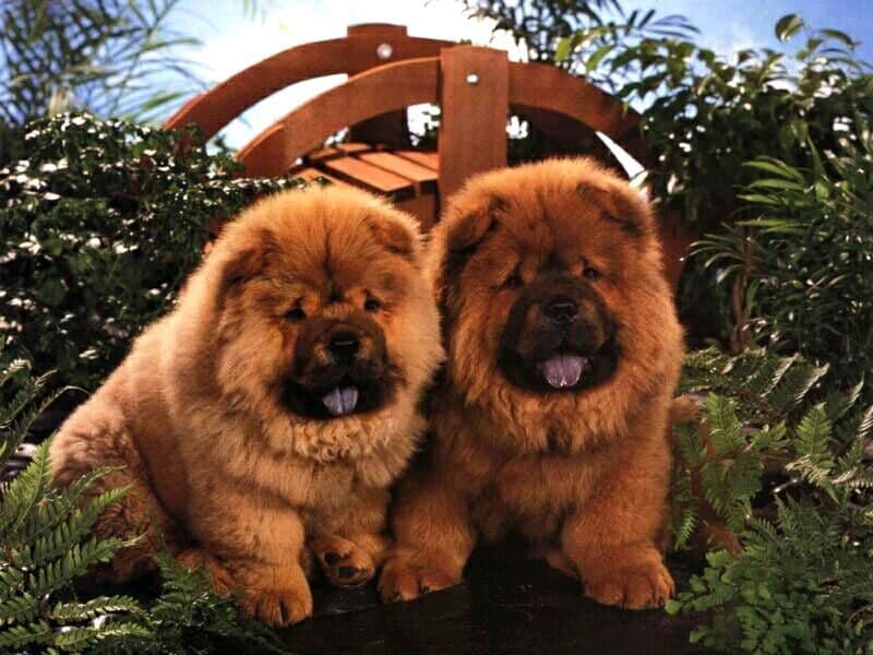 Chow chow