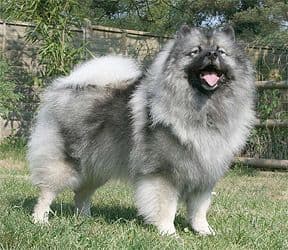 Spitz German