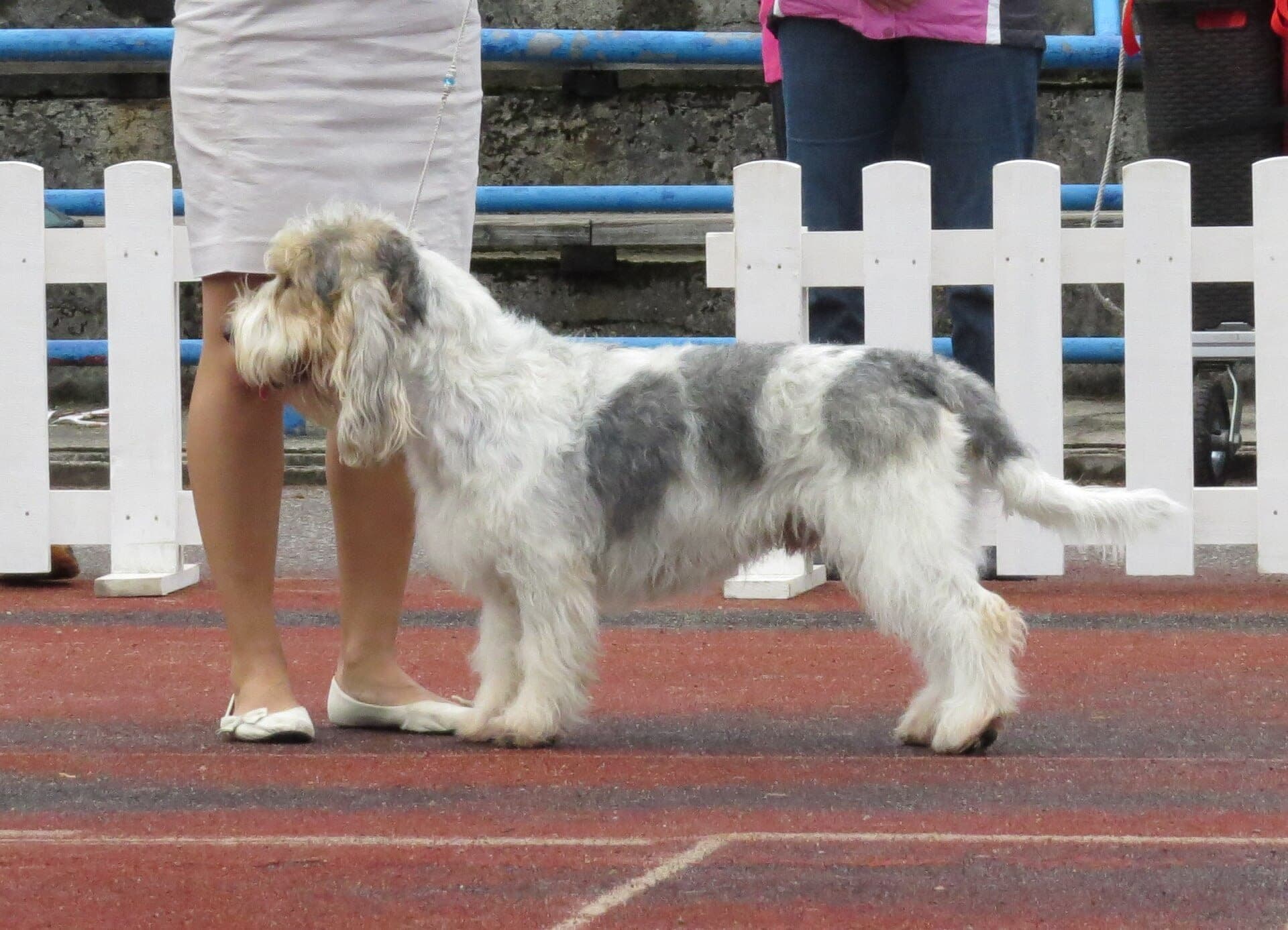 Grand Basset Griffon Vendeen