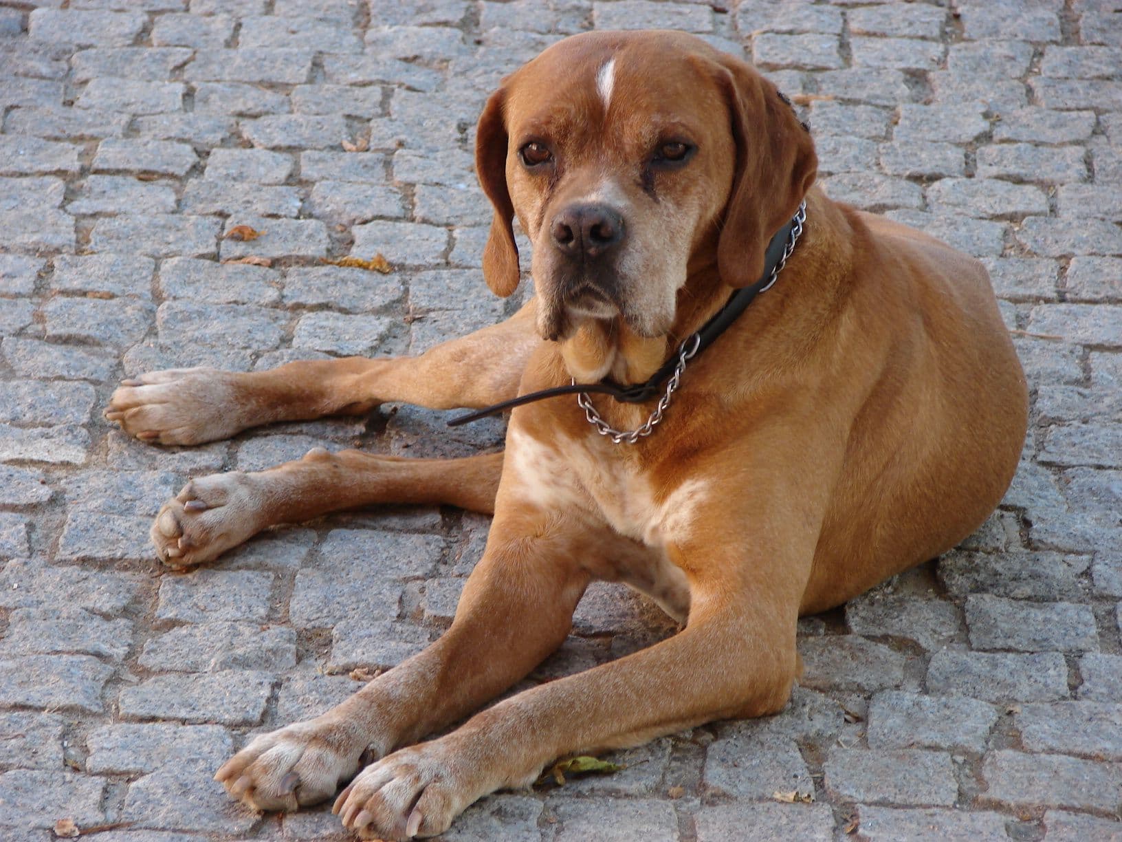 Portuguese Pointer
