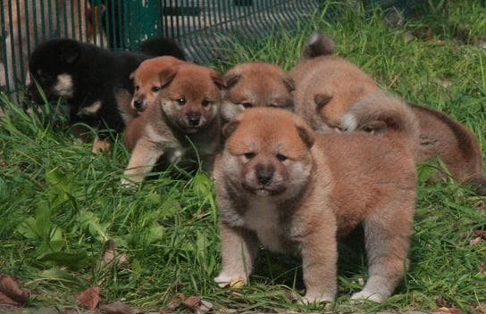 Akita Inu