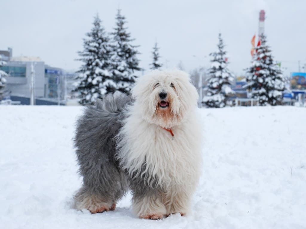 Bobtail
