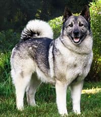 Norwegian Elkhound