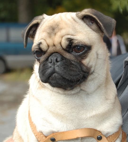 Pug