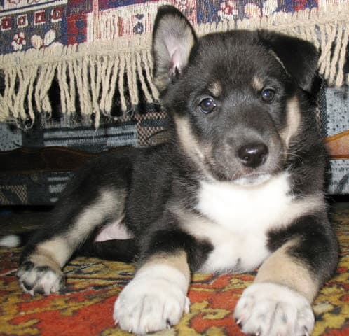 East Siberian Laika