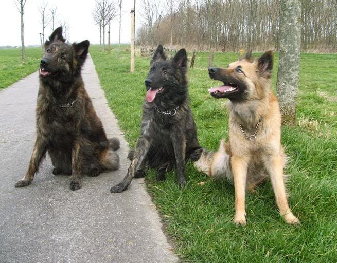 Dutch shepherd