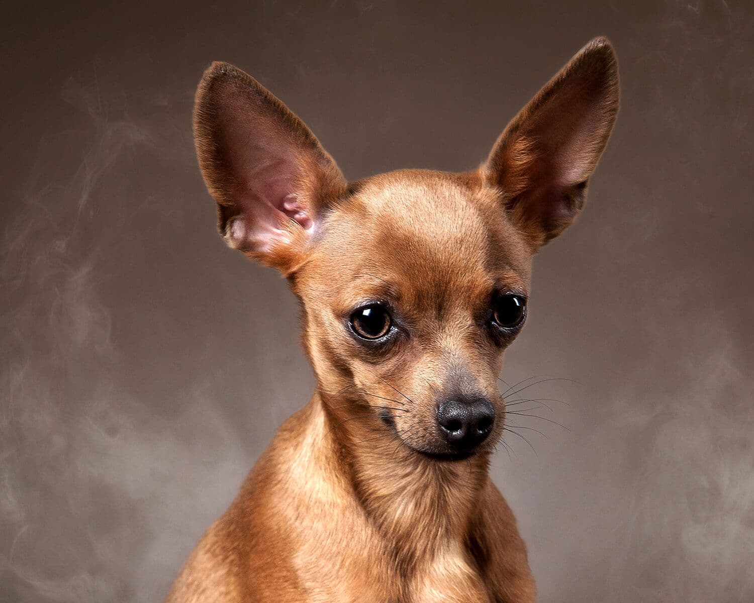 Russian toy (toy terrier)