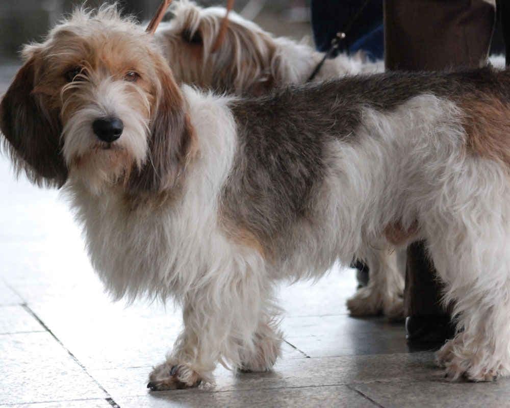 Vendee basset griffon,