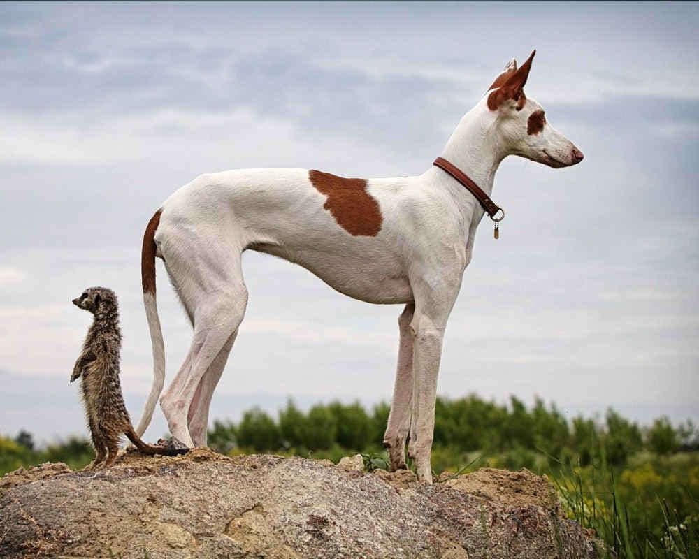 Ibizan Hound